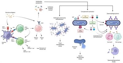Current challenges and improvements in assessing the immunogenicity of bacterial vaccines